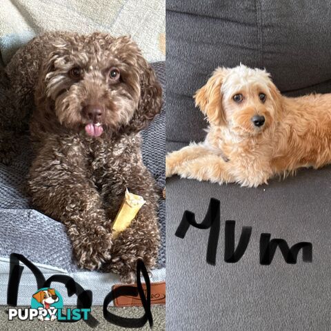 First Generation Cavoodles