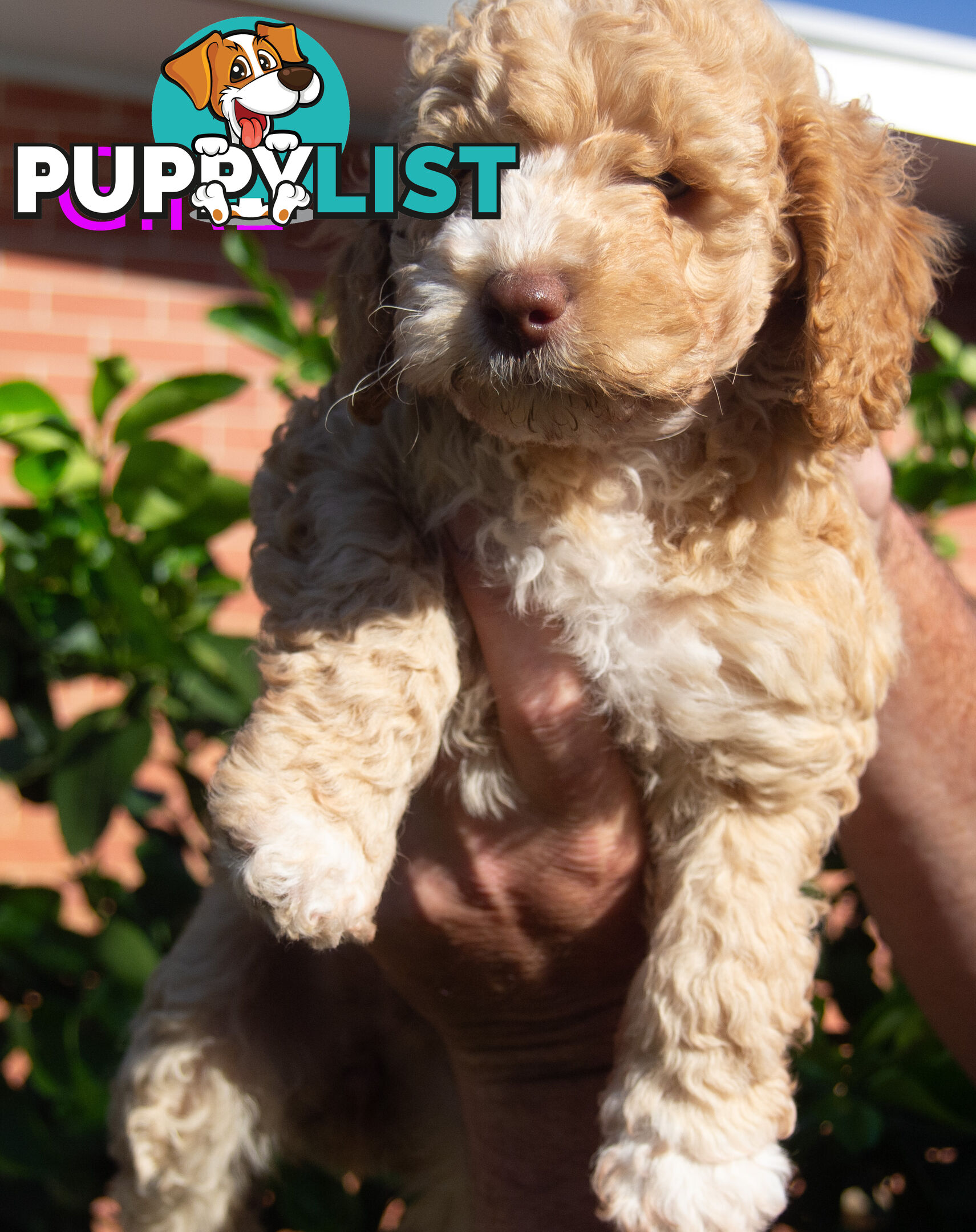 Minature Poodle Puppies - Purebred