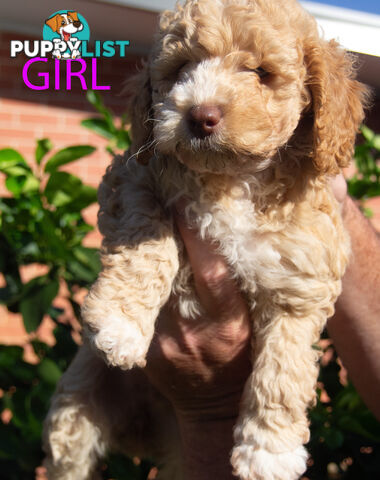 Minature Poodle Puppies - Purebred