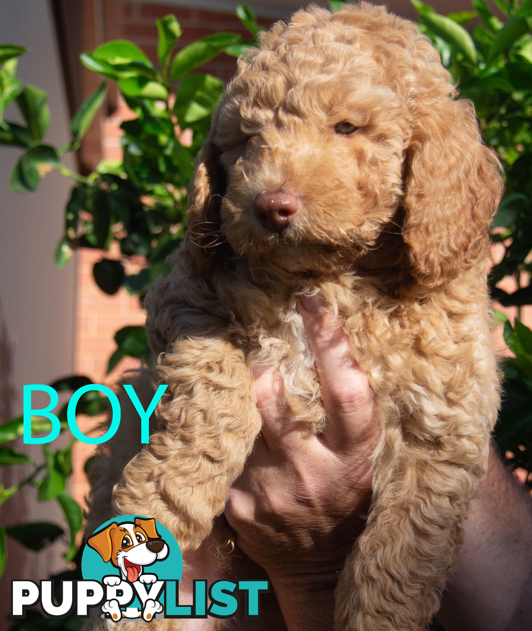 Minature Poodle Puppies - Purebred