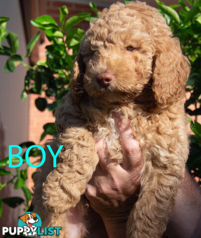 Minature Poodle Puppies - Purebred