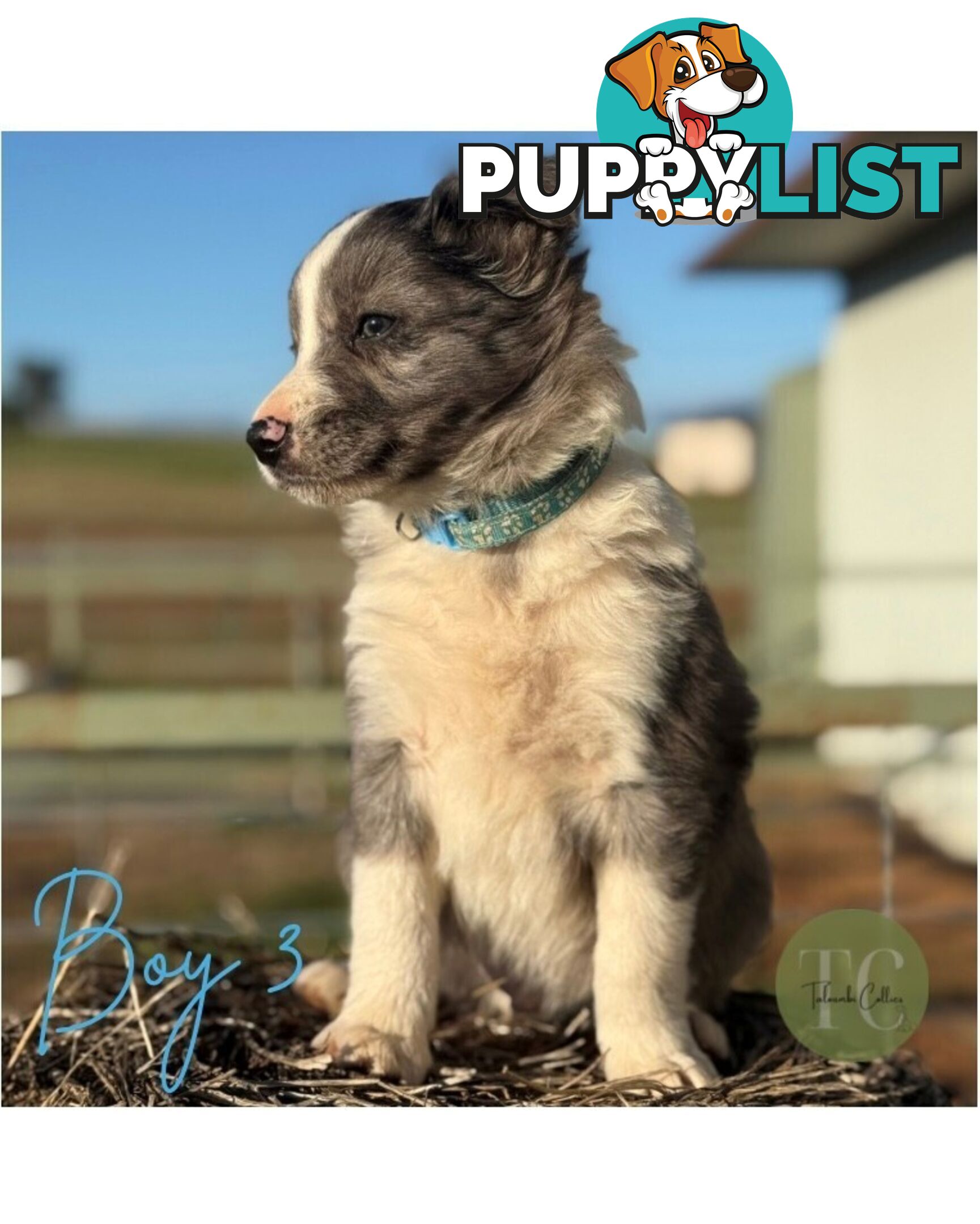 🐾 Exceptional Long-Haired Border Collie Puppies🐾