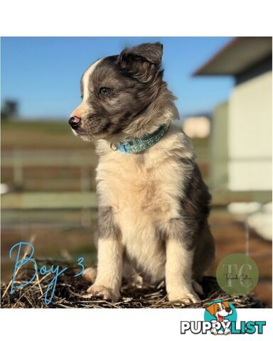 🐾 Exceptional Long-Haired Border Collie Puppies🐾