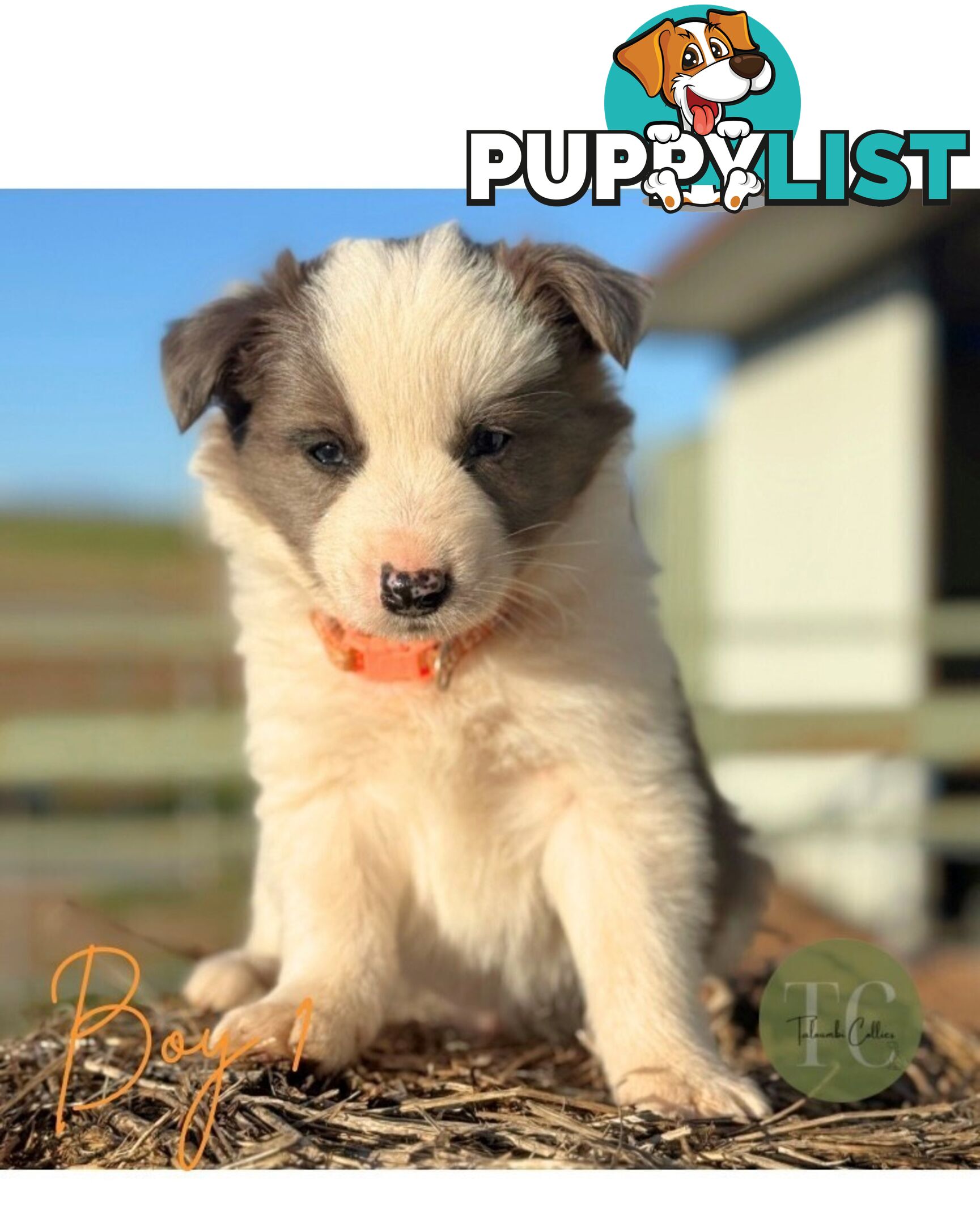 🐾 Exceptional Long-Haired Border Collie Puppies🐾