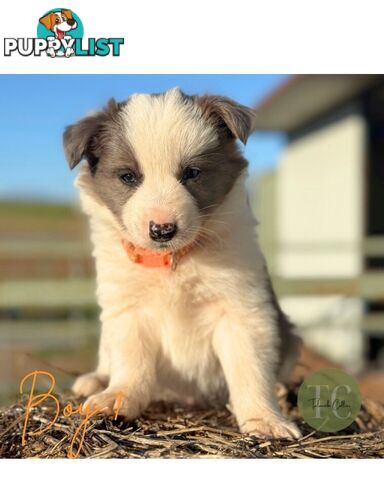 🐾 Exceptional Long-Haired Border Collie Puppies🐾