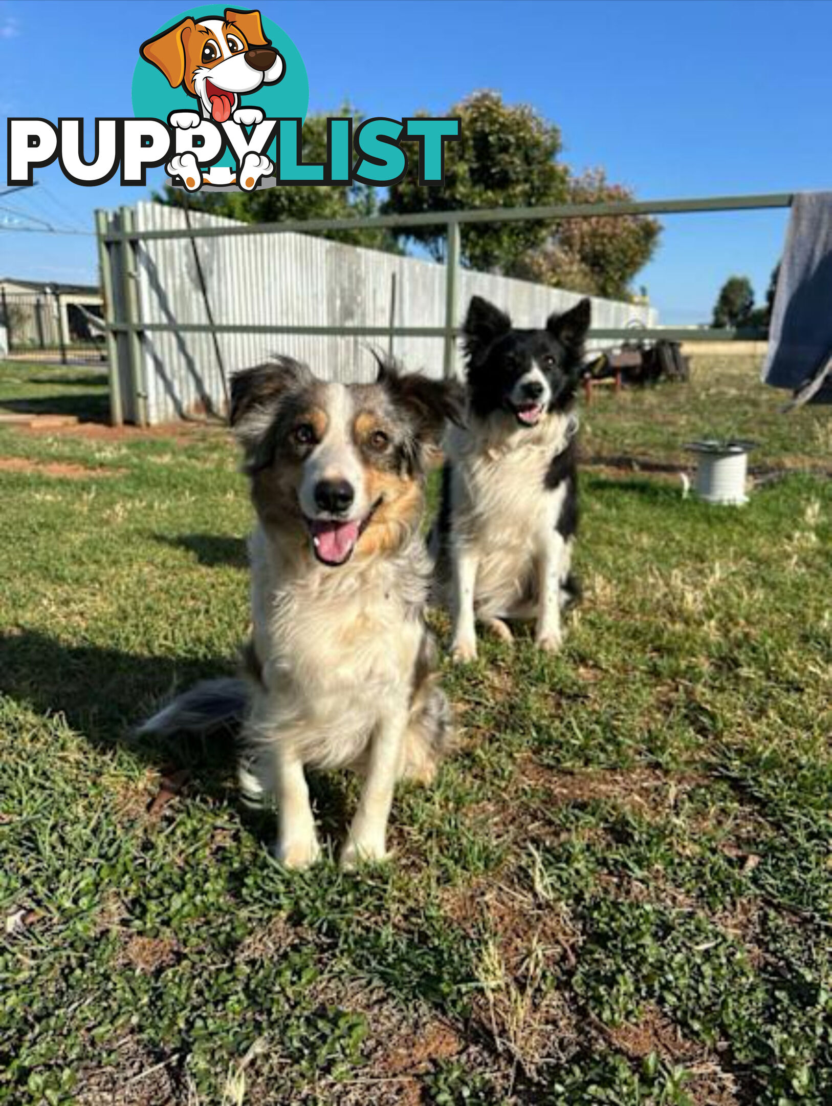 🐾 Exceptional Long-Haired Border Collie Puppies🐾