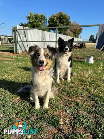 🐾 Exceptional Long-Haired Border Collie Puppies🐾
