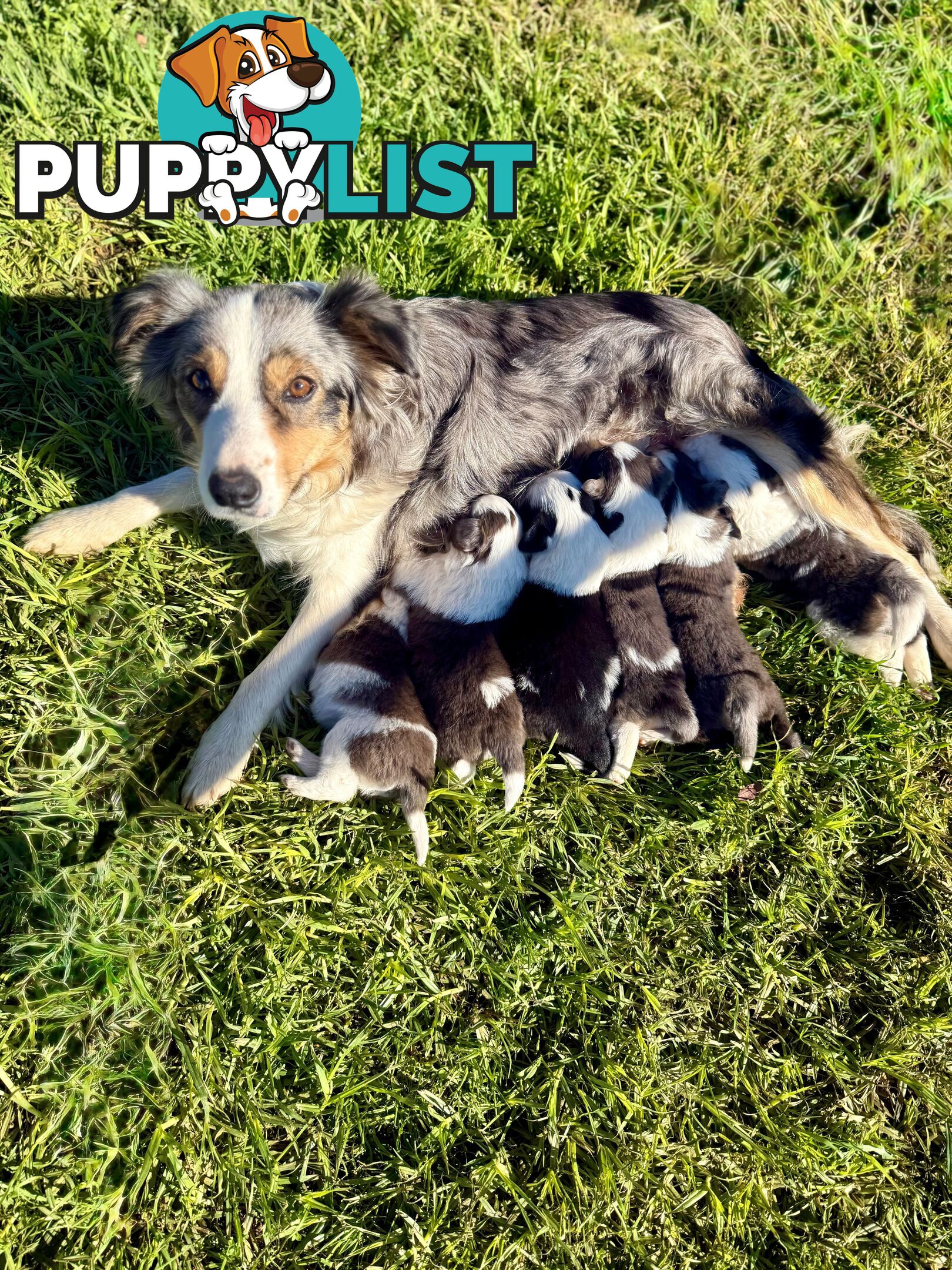 🐾 Exceptional Long-Haired Border Collie Puppies🐾