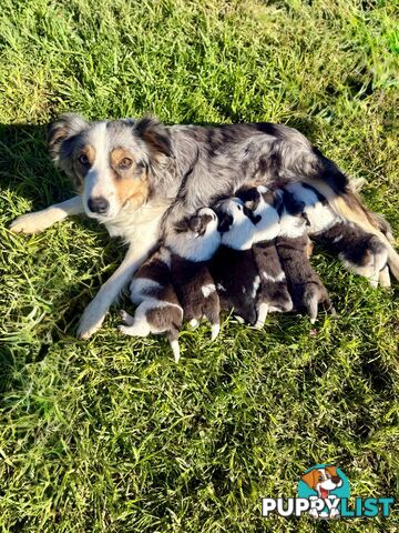 🐾 Exceptional Long-Haired Border Collie Puppies🐾