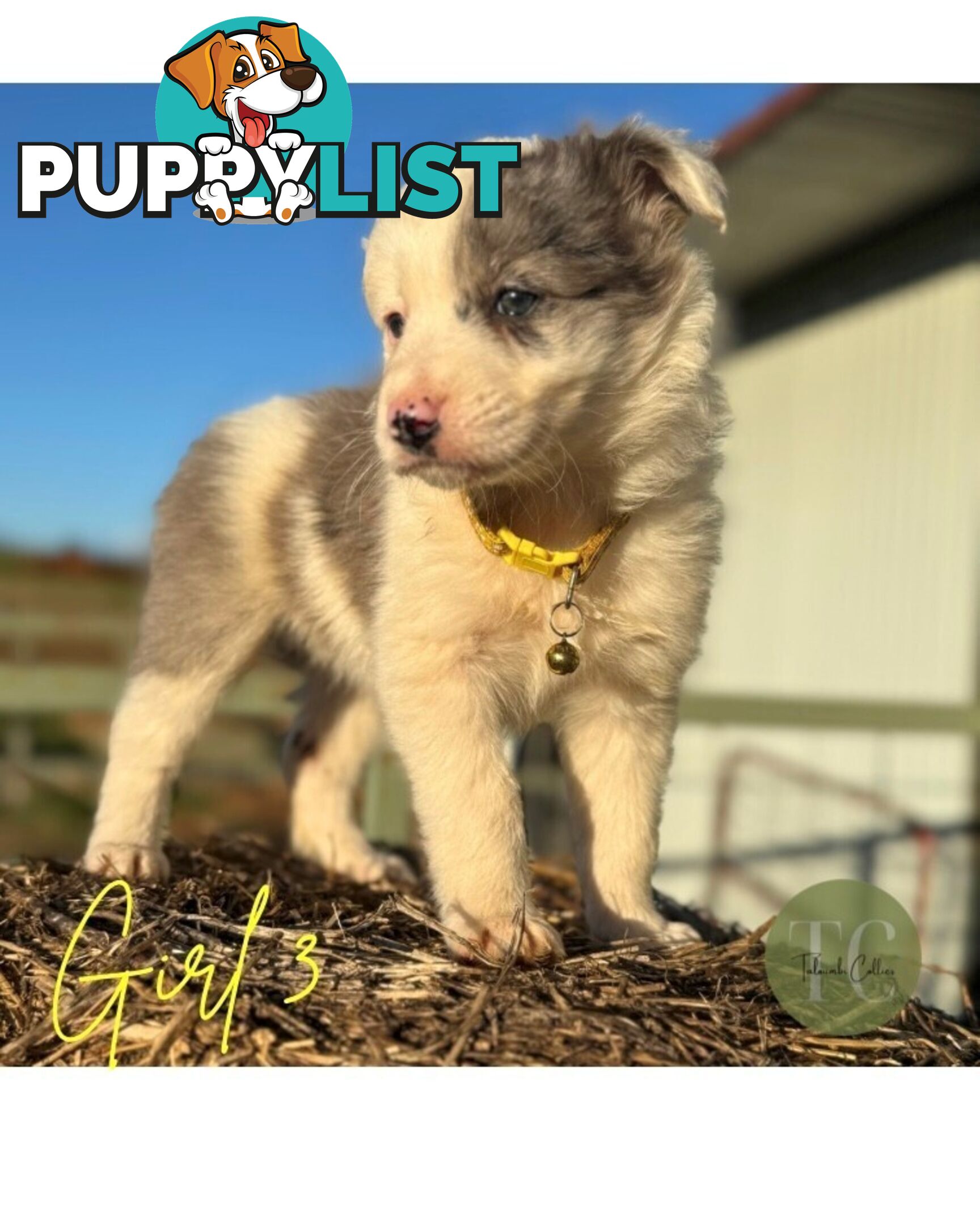 🐾 Exceptional Long-Haired Border Collie Puppies🐾
