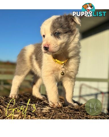 🐾 Exceptional Long-Haired Border Collie Puppies🐾