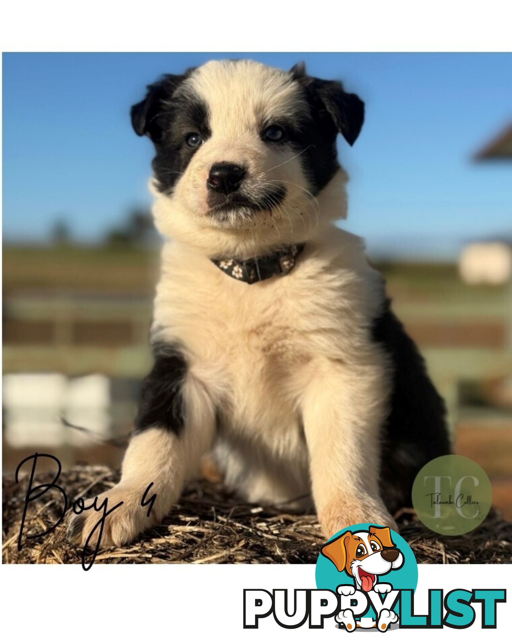 🐾 Exceptional Long-Haired Border Collie Puppies🐾