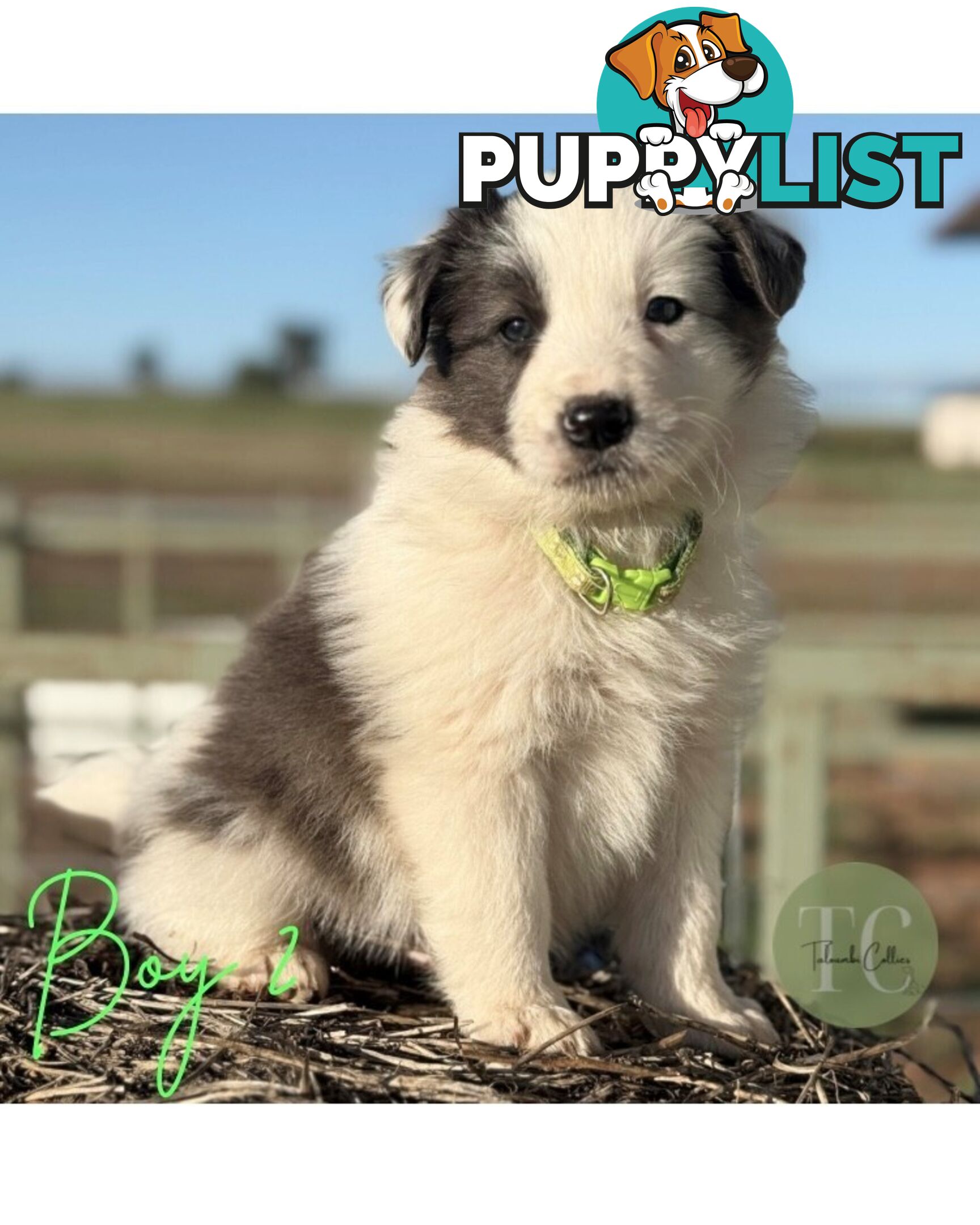 🐾 Exceptional Long-Haired Border Collie Puppies🐾