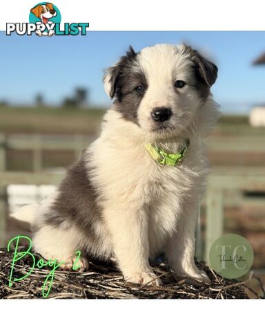 🐾 Exceptional Long-Haired Border Collie Puppies🐾