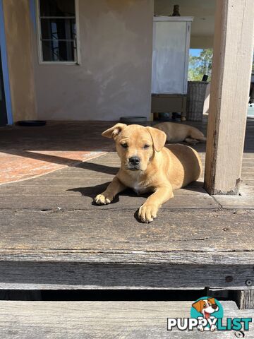 Australian Cattle Dog X French Bulldog