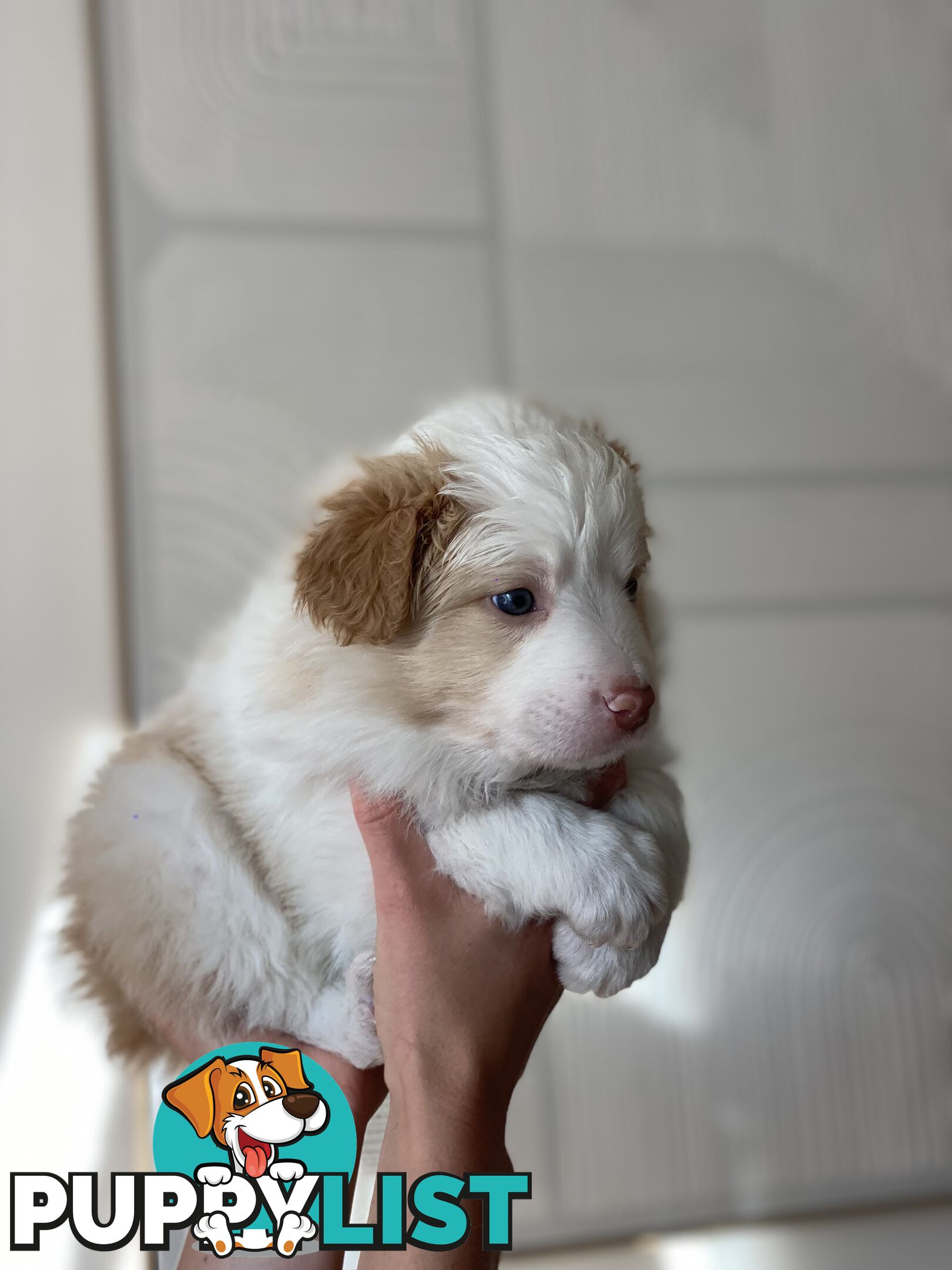 Border Collie Puppies