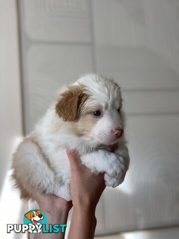 Border Collie Puppies