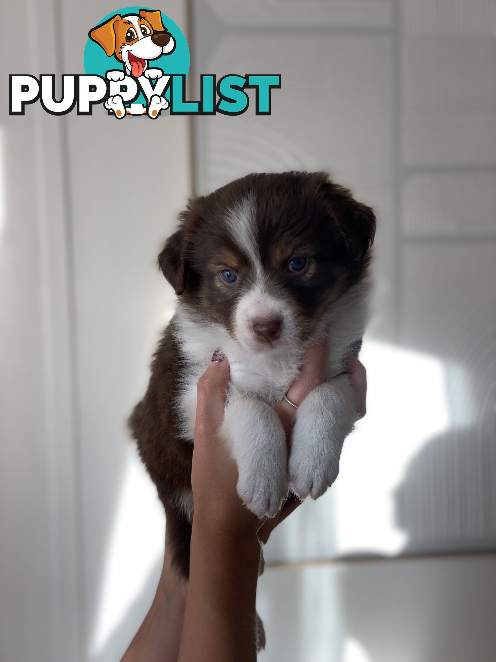 Border Collie Puppies