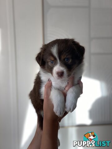 Border Collie Puppies