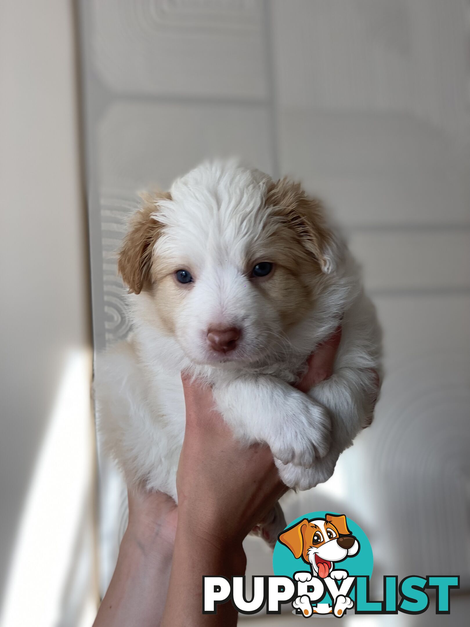 Border Collie Puppies