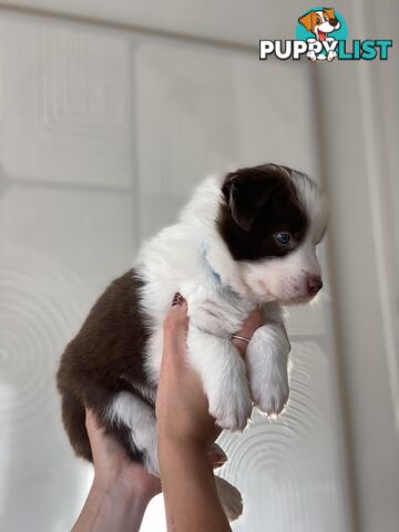 Border Collie Puppies