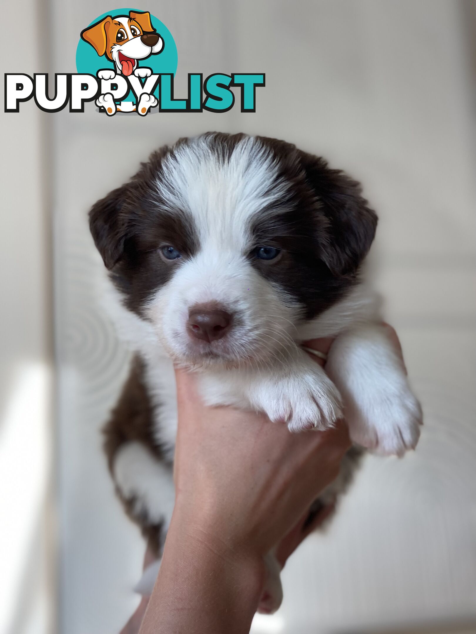 Border Collie Puppies