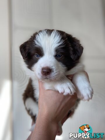 Border Collie Puppies