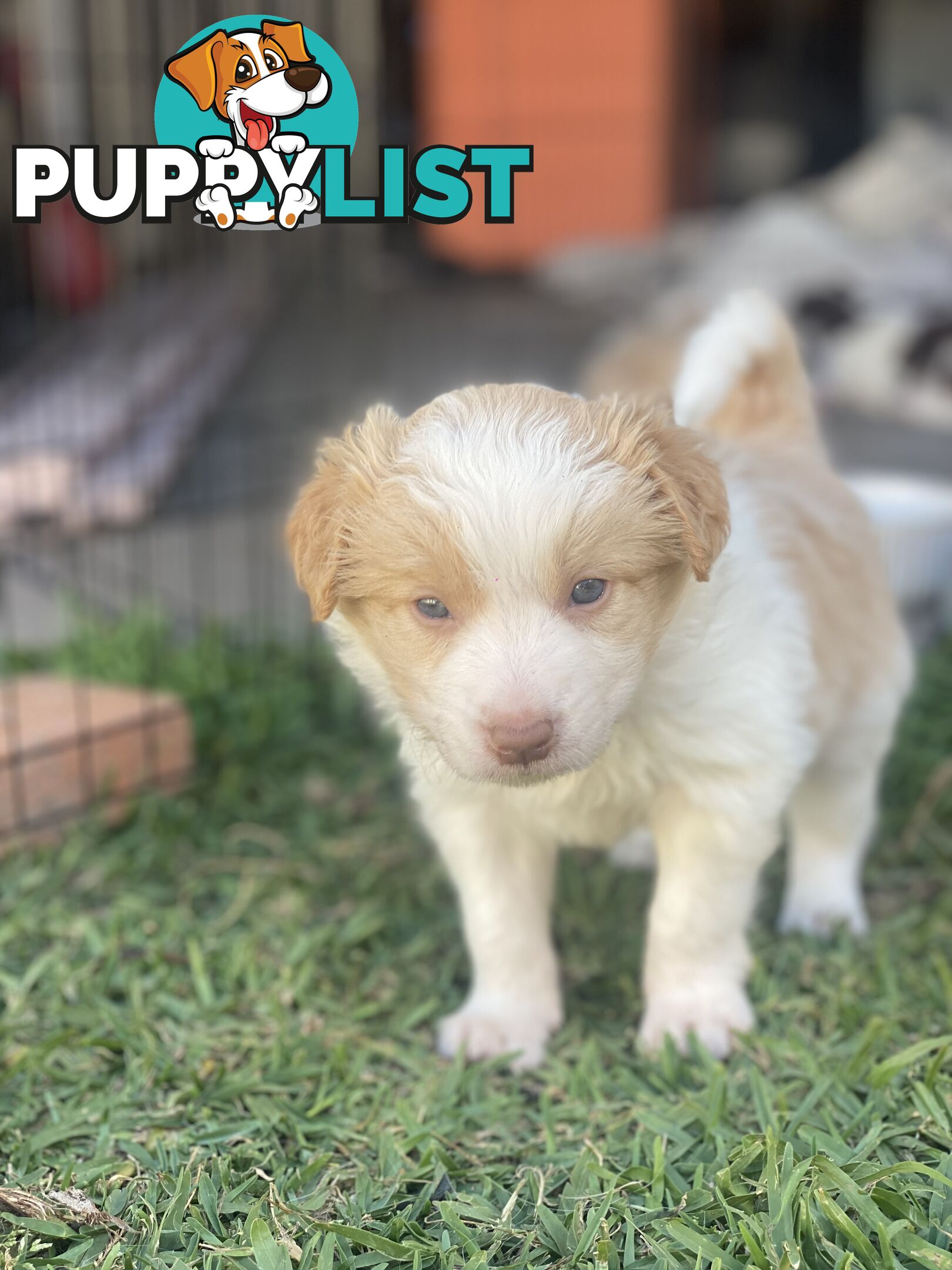 Border Collie Puppies