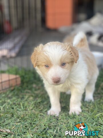 Border Collie Puppies