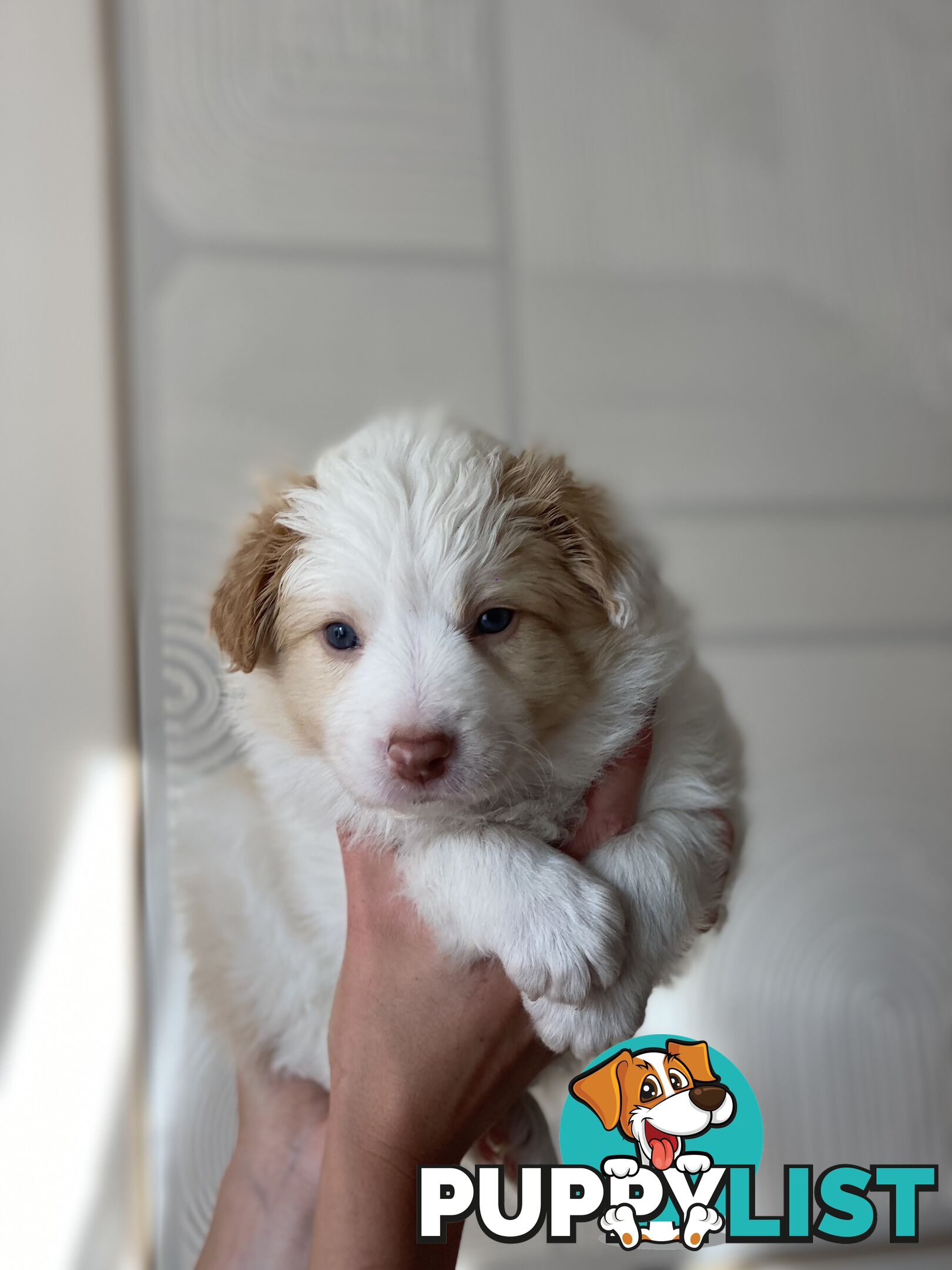 Border Collie Puppies