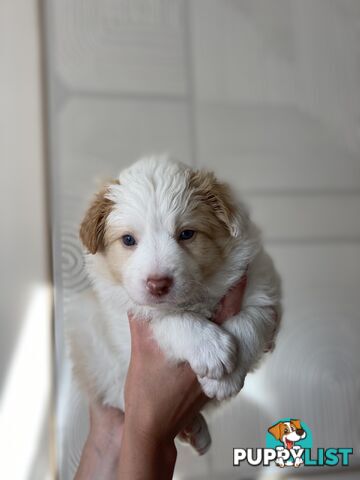 Border Collie Puppies