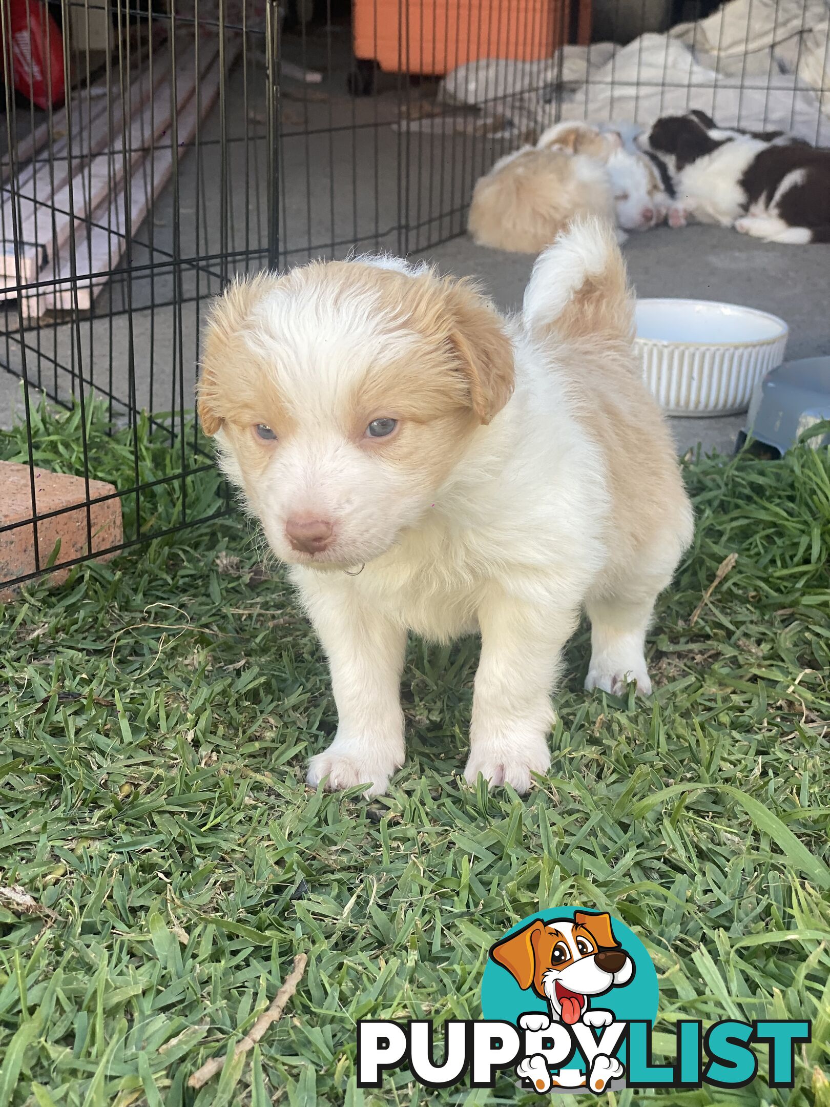 Border Collie Puppies