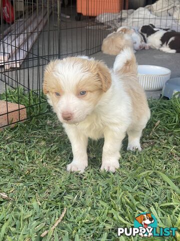 Border Collie Puppies