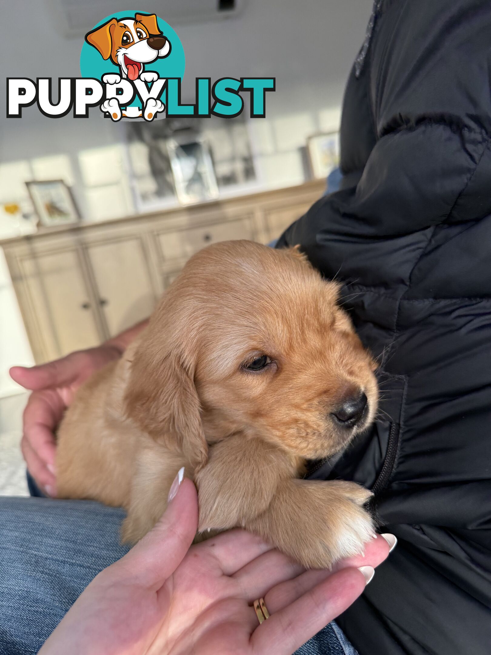 Golden retriever puppies