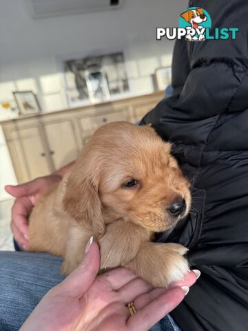 Golden retriever puppies
