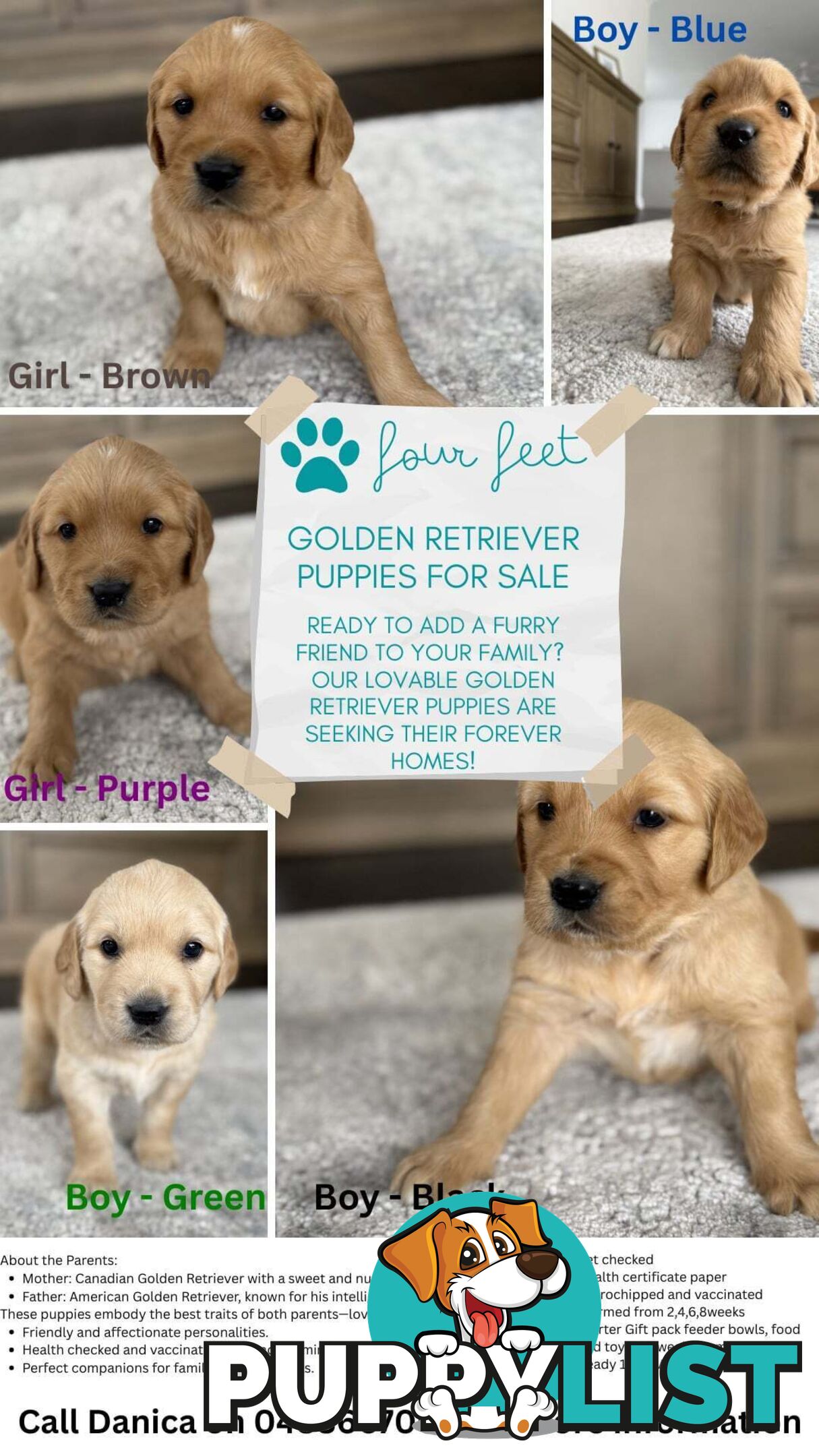 Golden retriever puppies