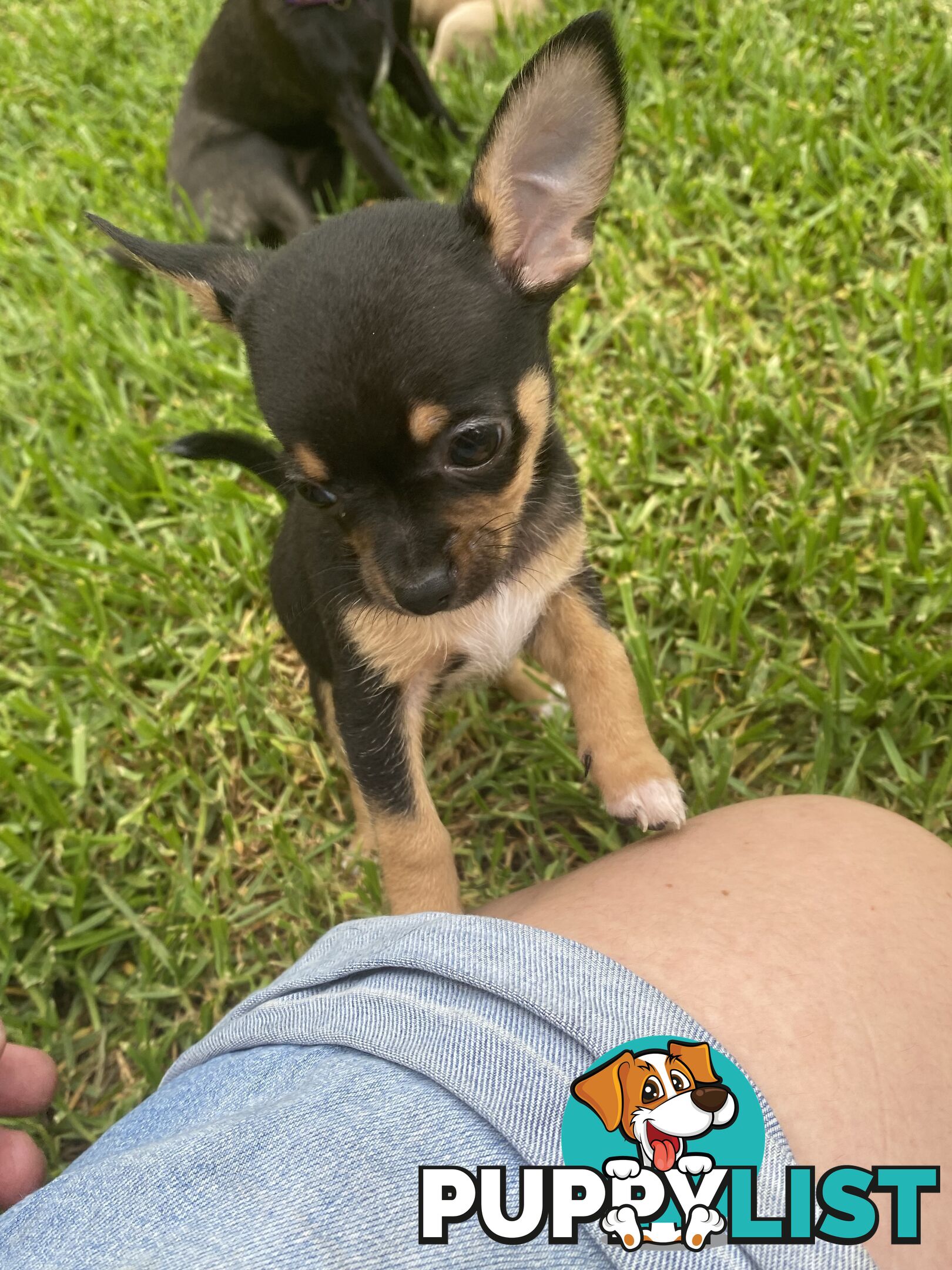 Purebred Chihuahua Boy Puppies