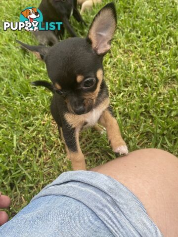 Purebred Chihuahua Boy Puppies