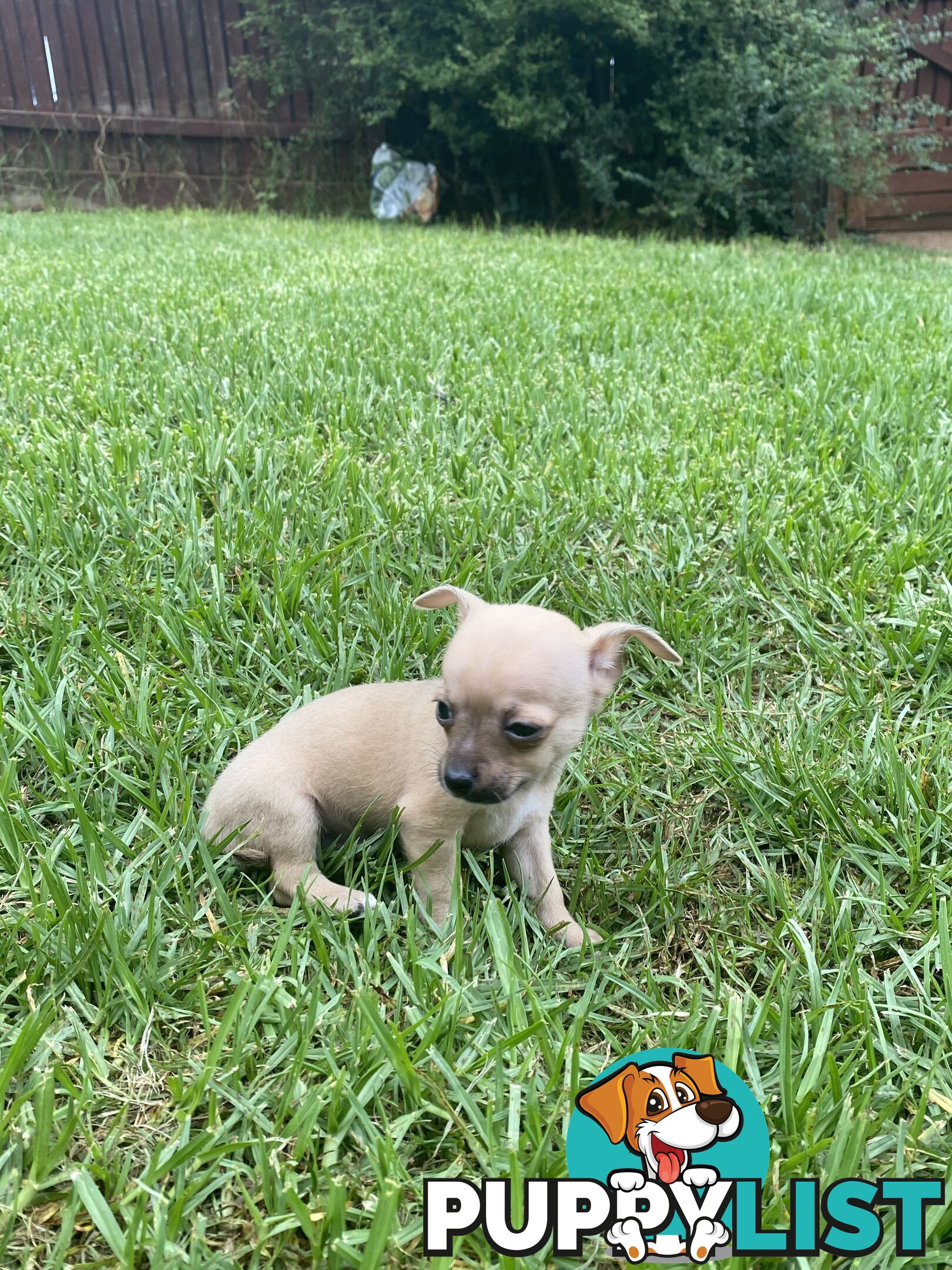 Purebred Chihuahua Boy Puppies