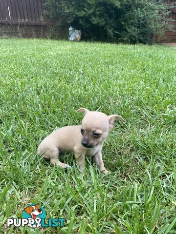 Purebred Chihuahua Boy Puppies