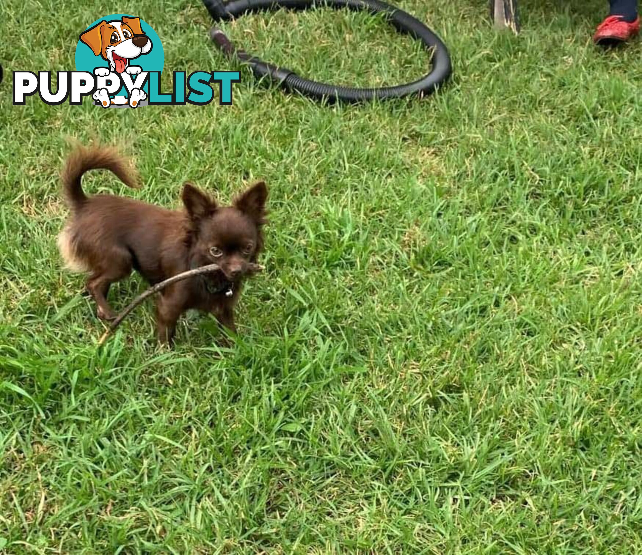 Purebred Chihuahua Boy Puppies