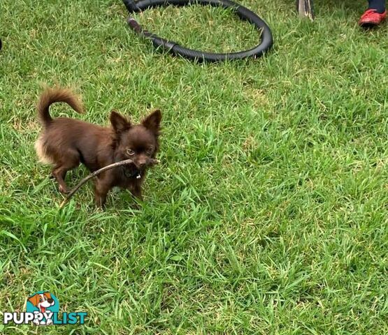 Purebred Chihuahua Boy Puppies