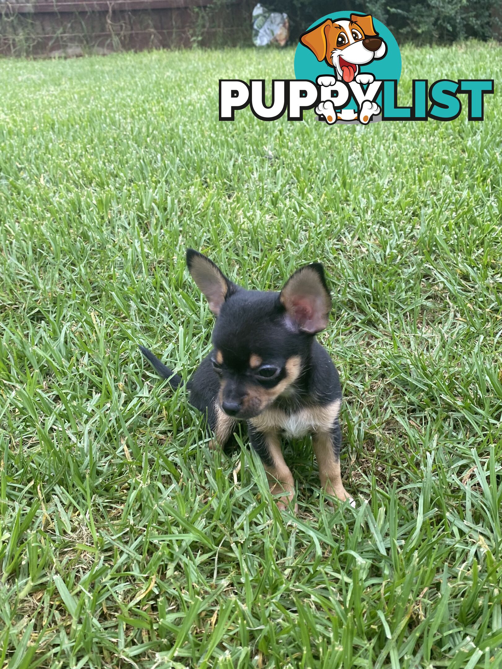 Purebred Chihuahua Boy Puppies