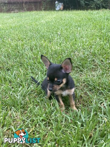 Purebred Chihuahua Boy Puppies