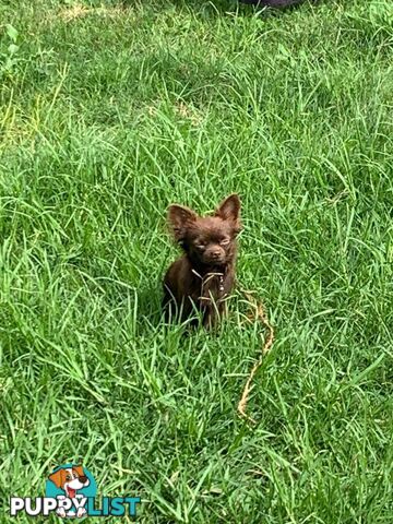 Purebred Chihuahua Boy Puppies