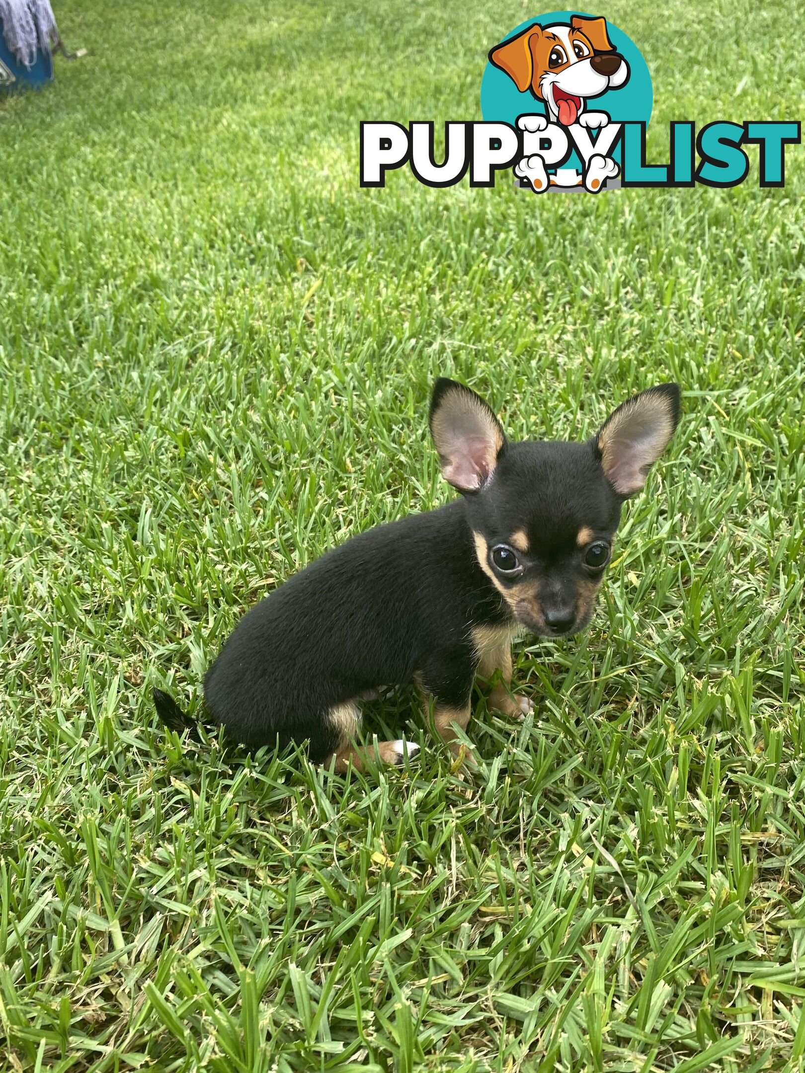 Purebred Chihuahua Boy Puppies