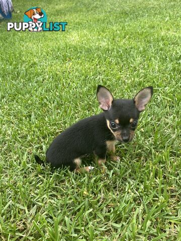 Purebred Chihuahua Boy Puppies