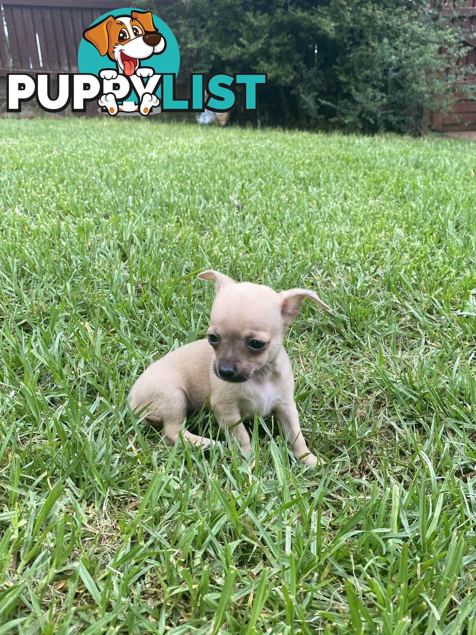 Purebred Chihuahua Boy Puppies