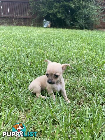 Purebred Chihuahua Boy Puppies