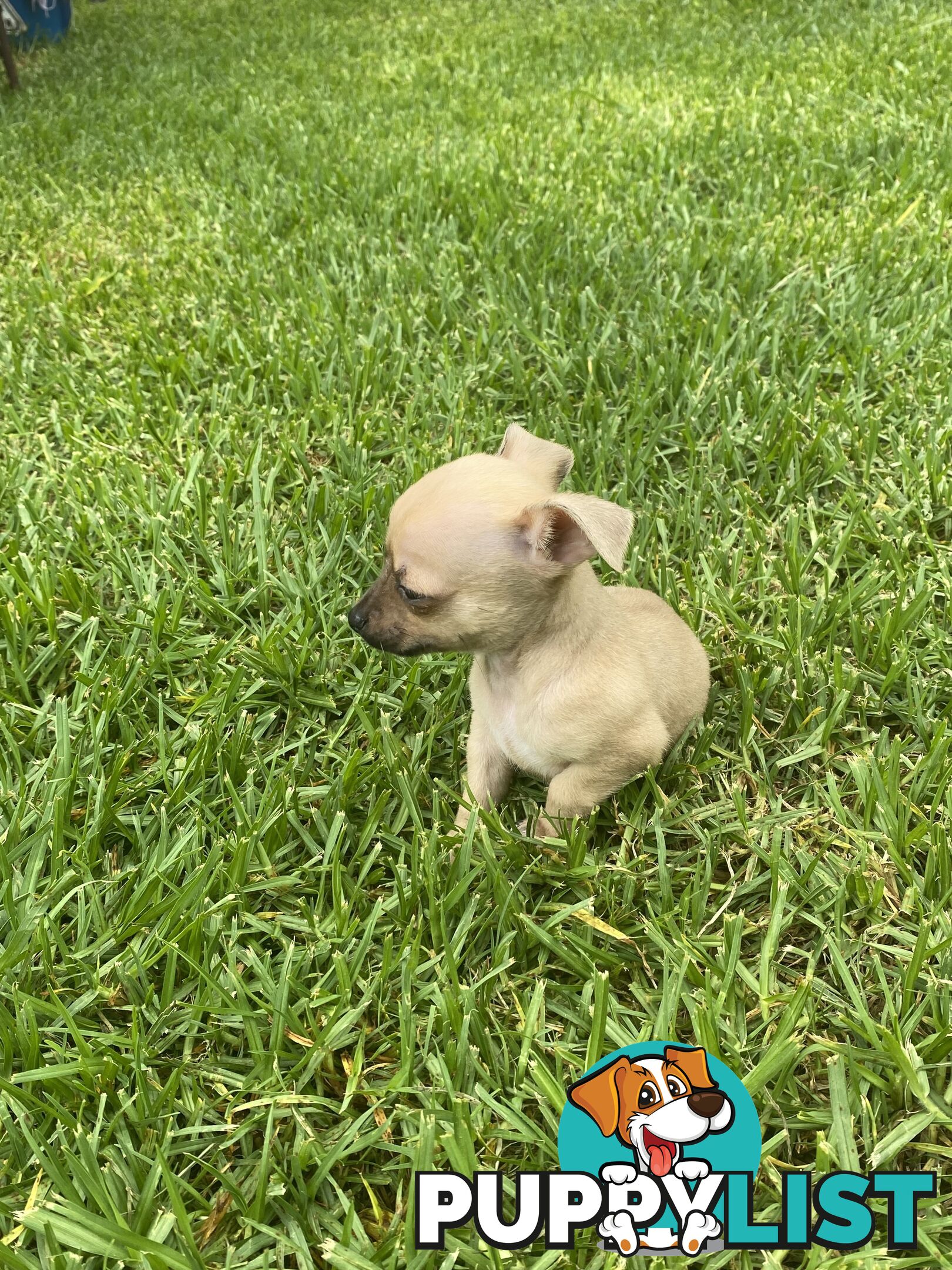 Purebred Chihuahua Boy Puppies